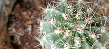 Yeşil arka planda kaktüs ve yaprak.