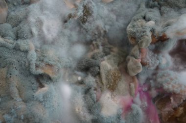 Çürümüş ve küflü sebzeler yakın plan.