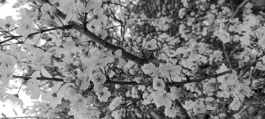 taze ve doğal yeşil çimen arka planı