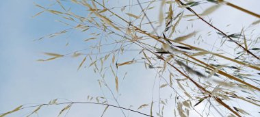 sazlar ve bitkiler gökyüzüne doğru yükseliyor