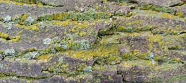 Ağaç kabuğu ve çiviler ağaca çivilenmiş.