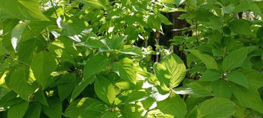 yeşil arkaplan ve duvarın etrafına sarılmış asma yaprakları