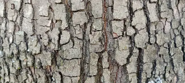 Ağaç kabuğu ve çiviler ağaca çivilenmiş.