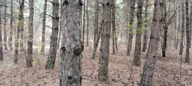 Ağaç dalları ve kurumuş yapraklarla gökyüzü