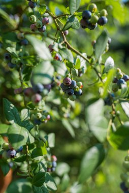 Photo of Organic blueberries growing on green bush. 