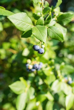 Photo of Organic blueberries growing on green bush. 