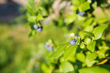 Photo of Organic blueberries growing on green bush. 