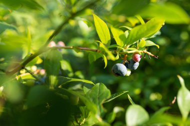 Photo of Organic blueberries growing on green bush. 
