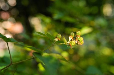 Photo of Young organic blackberries growing on the green bush in the garden.