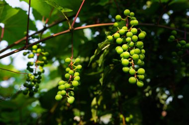 Photo of Organic green grapes growing in the garden