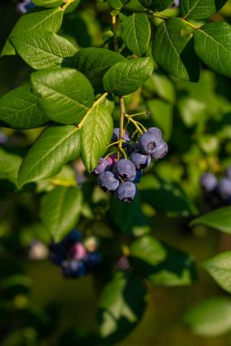 Photo of Organic high american blueberries growing on green bush.