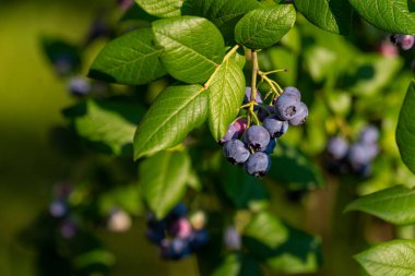 Photo of Organic high american blueberries growing on green bush.