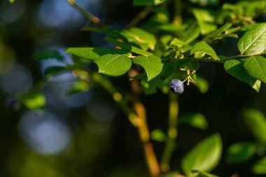 Photo of Organic high american blueberries growing on green bush.
