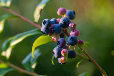 Photo of Organic high american blueberries growing on green bush.