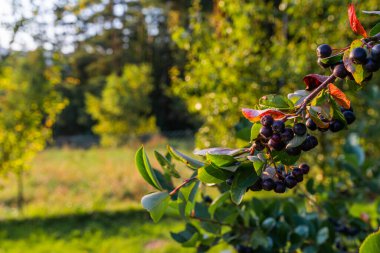Photo of Aronia (cokeberries) growing on the tree branch.