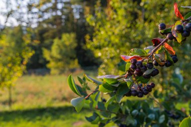 Photo of Aronia (cokeberries) growing on the tree branch.