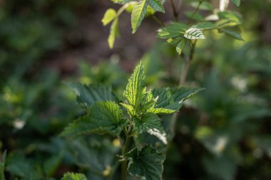 Photo of Urtica growing in the nature. Green wild herbs.