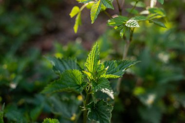 Photo of Urtica growing in the nature. Green wild herbs.
