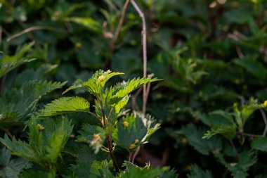 Photo of Urtica growing in the nature. Green wild herbs.
