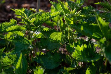 Photo of Urtica growing in the nature. Green wild herbs.