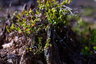 Photo of Wild growing baby blueberries. Young blueberries on the branch in the forest. 