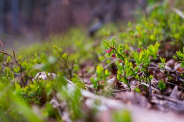Photo of Wild growing baby blueberries. Young blueberries on the branch in the forest. 