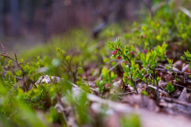 Photo of Wild growing baby blueberries. Young blueberries on the branch in the forest. 
