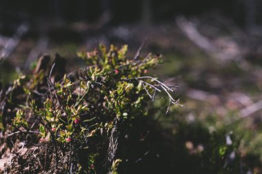 Photo of Wild growing baby blueberries. Young blueberries on the branch in the forest. Vintage version.
