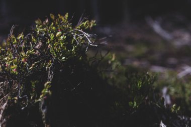 Photo of Wild growing baby blueberries. Young blueberries on the branch in the forest. Vintage version.