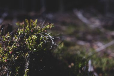 Photo of Wild growing baby blueberries. Young blueberries on the branch in the forest. Vintage version.