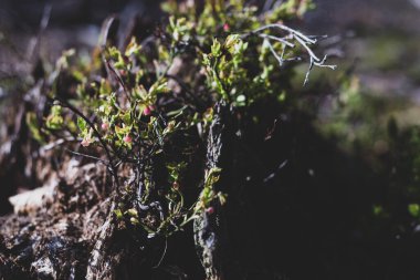 Photo of Wild growing baby blueberries. Young blueberries on the branch in the forest. Vintage version.