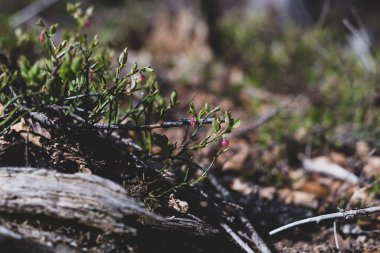 Photo of Wild growing baby blueberries. Young blueberries on the branch in the forest. Vintage version.