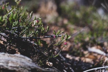 Photo of Wild growing baby blueberries. Young blueberries on the branch in the forest. Vintage version.