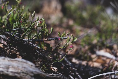 Photo of Wild growing baby blueberries. Young blueberries on the branch in the forest. Vintage version.