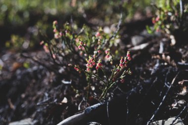 Photo of Wild growing baby blueberries. Young blueberries on the branch in the forest. Vintage version.