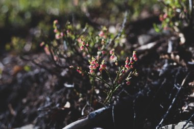 Photo of Wild growing baby blueberries. Young blueberries on the branch in the forest. Vintage version.