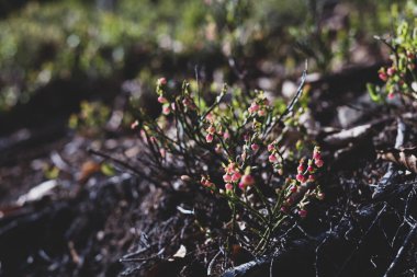 Photo of Wild growing baby blueberries. Young blueberries on the branch in the forest. Vintage version.