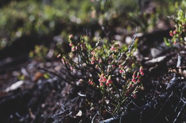 Photo of Wild growing baby blueberries. Young blueberries on the branch in the forest. Vintage version.