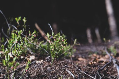 Photo of Wild growing baby blueberries. Young blueberries on the branch in the forest. Vintage version.