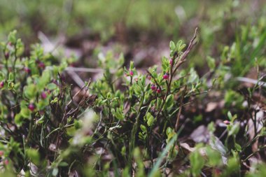 Photo of Wild growing baby blueberries. Young blueberries on the branch in the forest. Vintage version.
