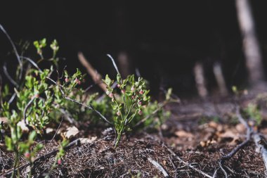 Photo of Wild growing baby blueberries. Young blueberries on the branch in the forest. Vintage version.