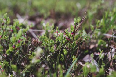 Photo of Wild growing baby blueberries. Young blueberries on the branch in the forest. Vintage version.