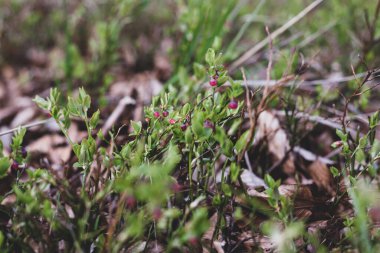 Photo of Wild growing baby blueberries. Young blueberries on the branch in the forest. Vintage version.