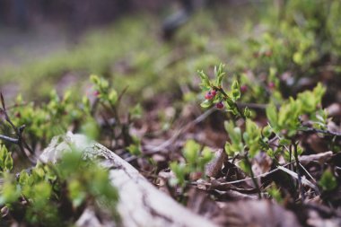 Photo of Wild growing baby blueberries. Young blueberries on the branch in the forest. Vintage version.
