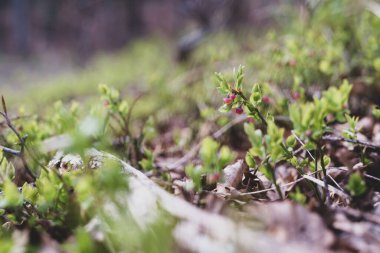 Photo of Wild growing baby blueberries. Young blueberries on the branch in the forest. Vintage version.