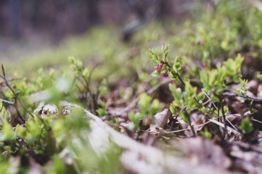 Photo of Wild growing baby blueberries. Young blueberries on the branch in the forest. Vintage version.