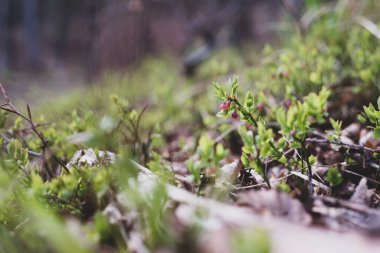 Photo of Wild growing baby blueberries. Young blueberries on the branch in the forest. Vintage version.