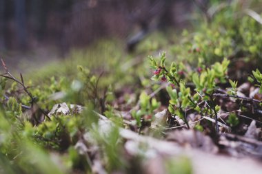 Photo of Wild growing baby blueberries. Young blueberries on the branch in the forest. Vintage version.