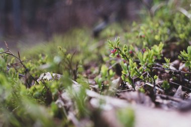 Photo of Wild growing baby blueberries. Young blueberries on the branch in the forest. Vintage version.