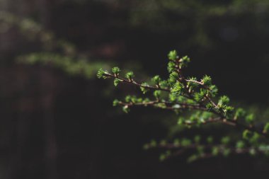 Photo of Young, green larch (larix) needles. Selective focus. Perfect for background. Copy space. Vintage version.